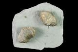 Two Brachiopod (Platystrophia) Fossils On Shale - Kentucky #138838-1